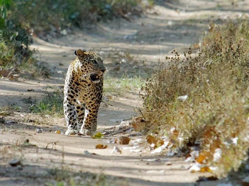 Jambughoda Sanctuary