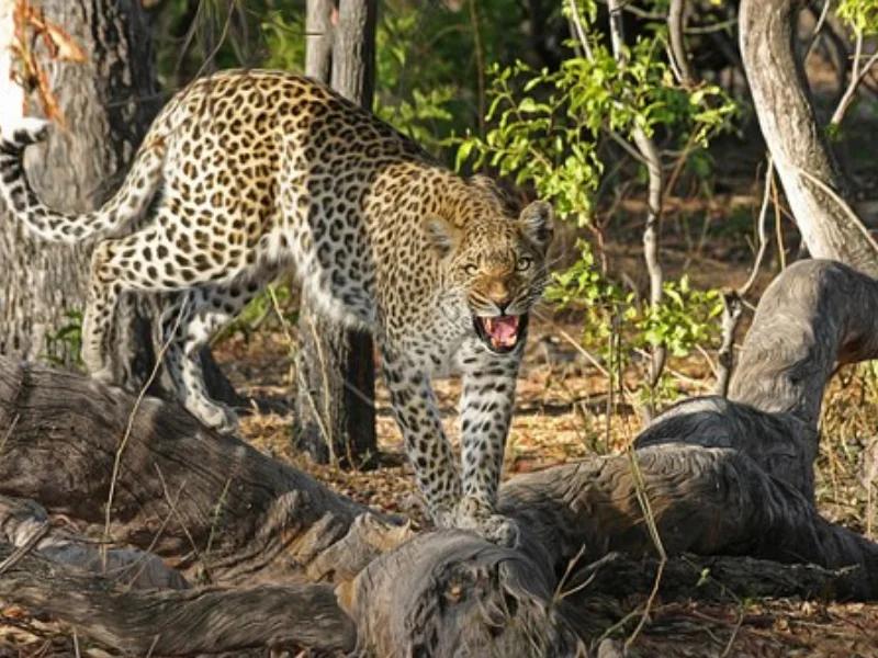 Jambughoda Sanctuary