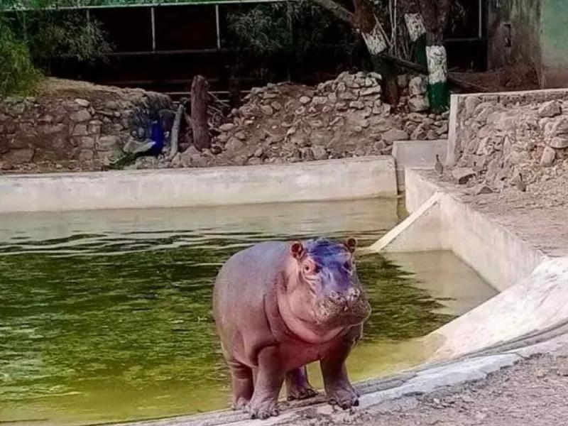 Jungle Safari