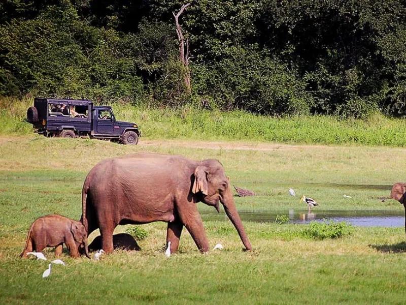 Jungle Safari