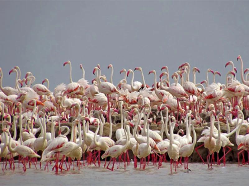 Khijadiya Bird Sanctuary