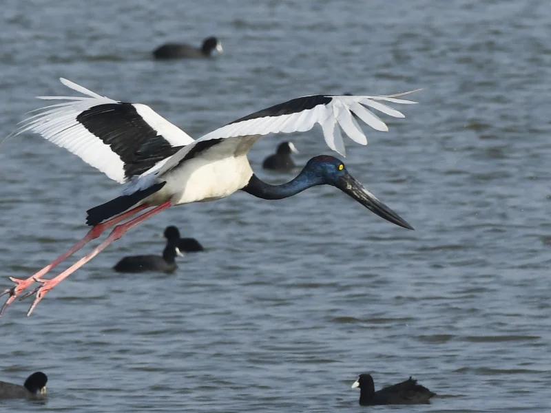 Khijadiya Bird Sanctuary