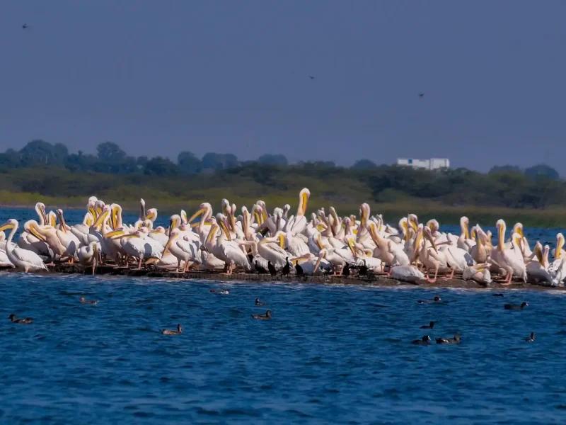 Khijadiya Bird Sanctuary