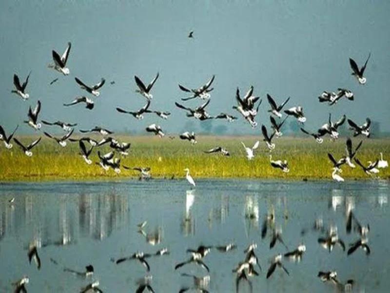 Porbandar Bird Sanctuary