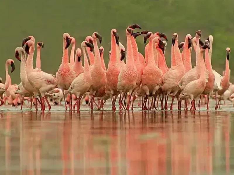 Porbandar Bird Sanctuary