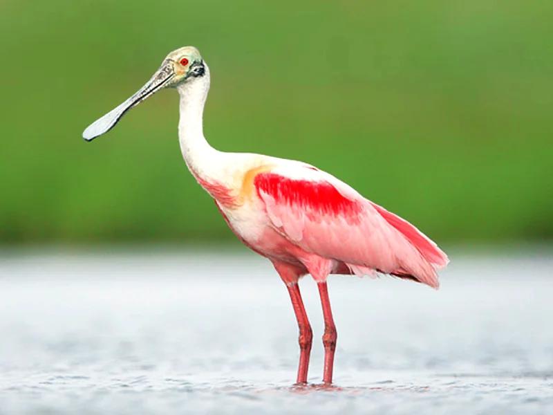 Porbandar Bird Sanctuary