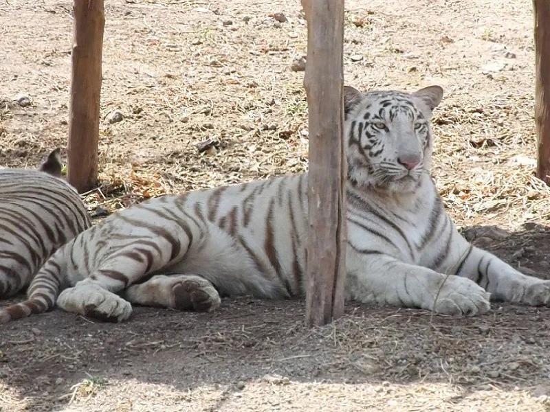 Pradhyuman Zoological Park