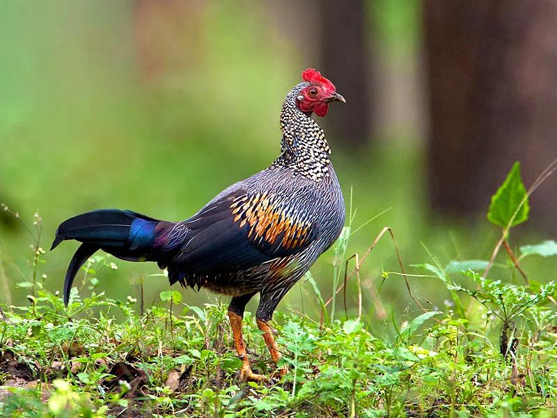Purna Wildlife Sanctuary