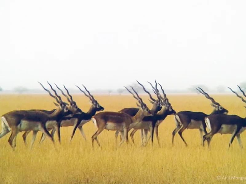 Velavadar Blackbuck National Park