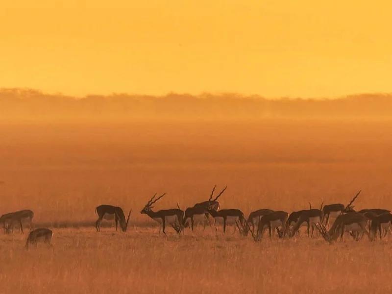 Velavadar Blackbuck National Park