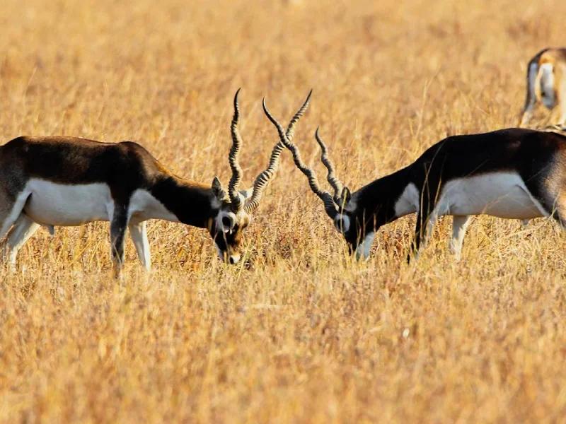 Velavadar Blackbuck National Park