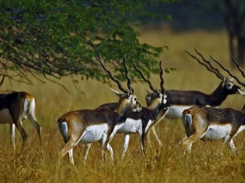 Velavadar Blackbuck National Park
